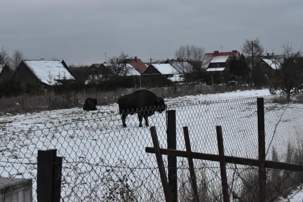 Domek Jaskolka Białowieża Εξωτερικό φωτογραφία