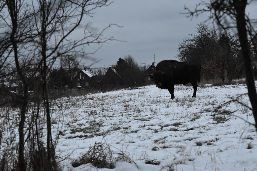 Domek Jaskolka Białowieża Εξωτερικό φωτογραφία